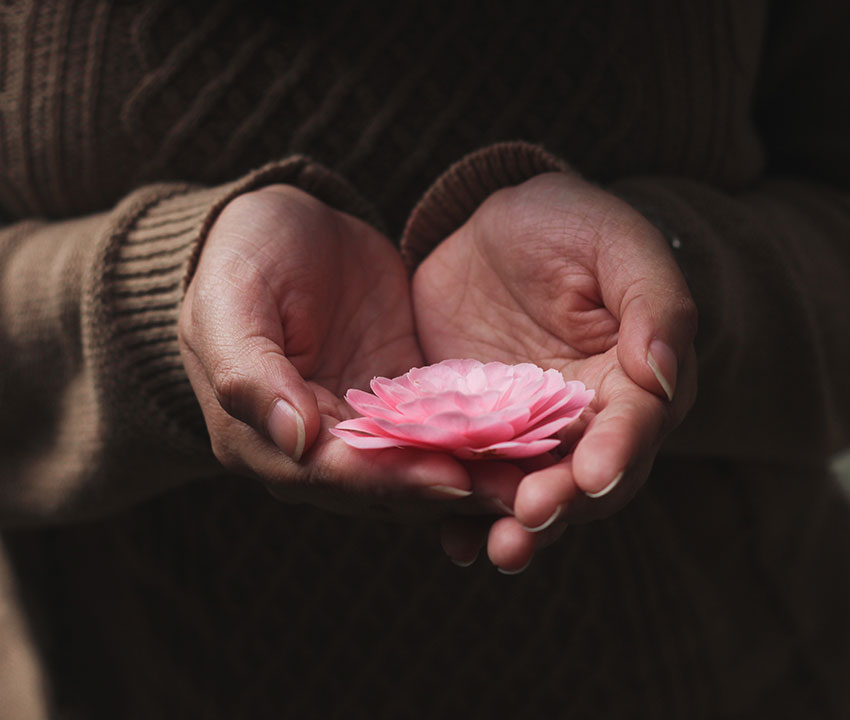 Fleur rose dans des mains